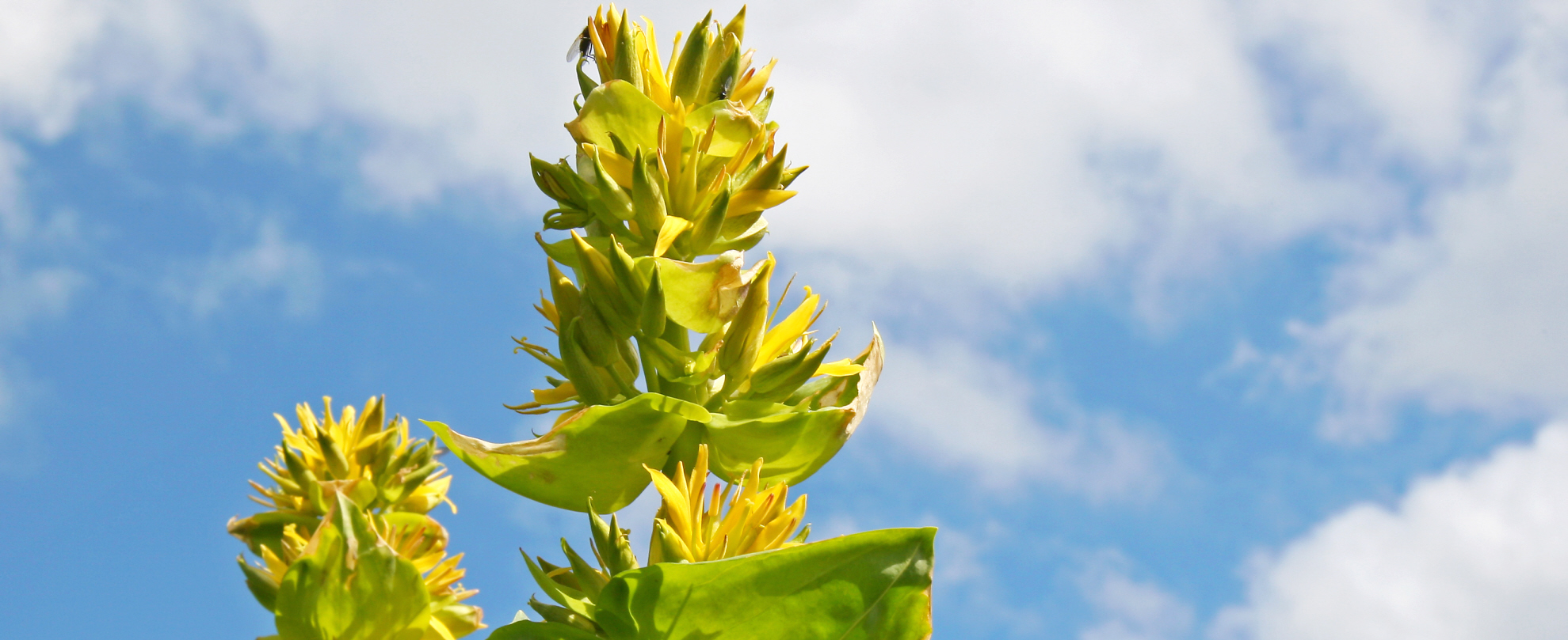 Der Gelbe Enzian gehört zu den bittersten Pflanzen der Welt